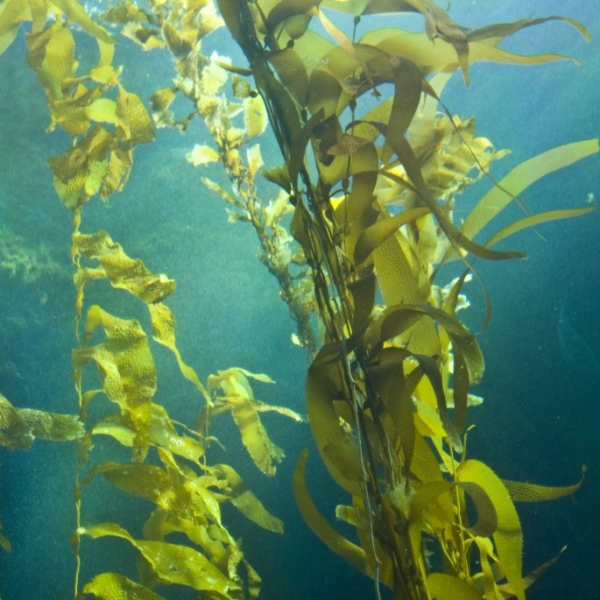 FSS Bull Kelp Bioferment PBF